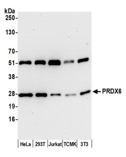 PRDX6 Polyclonal Antibody, Bethyl Laboratories 20 &mu;L; Unconjugated:Antibodies,