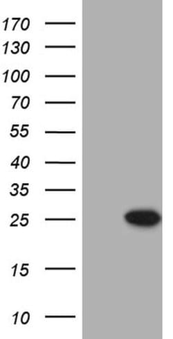 PRELID1 Monoclonal Antibody (OTI2H5), TrueMAB , OriGene 100 &mu;L; Unconjugated:Antibodies,
