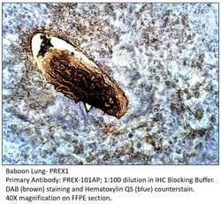 PREX1 Rabbit anti-Human, Mouse, Non-human Primate, Rat, Polyclonal, FabGennix