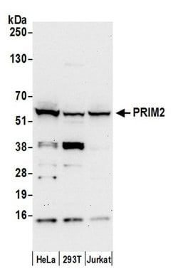PRIM2/DNA Primase Large Subunit Polyclonal Antibody, Bethyl Laboratories:Antibodies:Primary