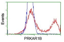 PRKAR1B Mouse anti-Human, Clone: OTI9C5, lyophilized, TrueMAB 100 &mu;g;