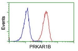 PRKAR1B Mouse anti-Human, Clone: OTI9C5, lyophilized, TrueMAB 100 &mu;g;