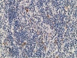 PRKAR1B Monoclonal Antibody (OTI2A3), TrueMAB , OriGene 100 &mu;L; Unconjugated:Antibodies,