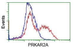 PRKAR2A Mouse anti-Canine, Human, Rat, Clone: OTI5F1, lyophilized, TrueMAB