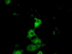 PRKAR2A Monoclonal Antibody (OTI1B4), TrueMAB , OriGene 100 &mu;L; Unconjugated:Antibodies,