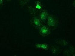 PRKAR2A Mouse anti-Human, Clone: OTI1F8, liquid, TrueMAB 30 &mu;L; Unconjugated:Antibodies,
