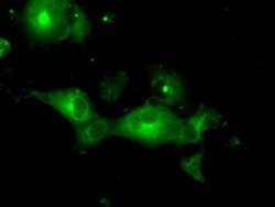 PRKAR2A Mouse anti-Canine, Human, Rat, Clone: OTI5F1, liquid, TrueMAB 100