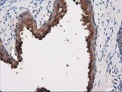 PRKAR2A Mouse anti-Human, Clone: OTI1F8, liquid, TrueMAB 30 &mu;L; Unconjugated:Antibodies,