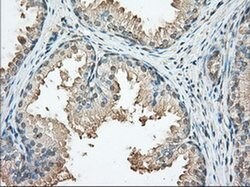 PRKAR2A Mouse anti-Canine, Human, Rat, Clone: OTI5F1, liquid, TrueMAB 100