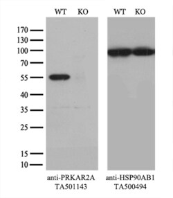 PRKAR2A Monoclonal Antibody (OTI1B4), TrueMAB , OriGene 30 &mu;L; Unconjugated:Antibodies,