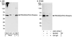 PRKAR2A/PKA-RIIalpha Rabbit anti-Human, Polyclonal, Bethyl Laboratories