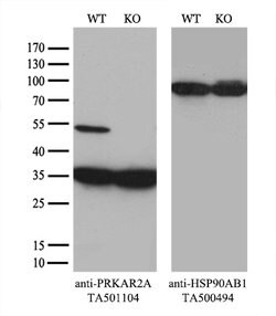 PRKAR2A Mouse anti-Human, Clone: OTI1G7, lyophilized, TrueMAB 100 &mu;g | Buy Online | Origene Technologies | Fisher Scientific