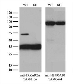 PRKAR2A Monoclonal Antibody (OTI1C4), TrueMAB , OriGene 30 &mu;L; Unconjugated:Antibodies,