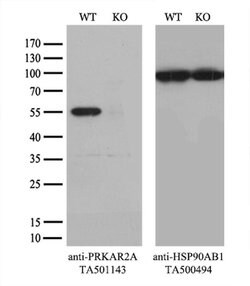 PRKAR2A Monoclonal Antibody (OTI1B4), TrueMAB , OriGene 100 &mu;L; Unconjugated:Antibodies,