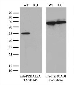 PRKAR2A Mouse anti-Human, Clone: OTI1F8, liquid, TrueMAB 30 &mu;L; Unconjugated:Antibodies,