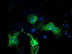 PRKCE Mouse anti-Canine, Human, Clone: OTI2E9, lyophilized, TrueMAB 100