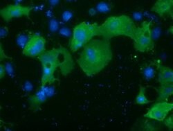 PRKD2 Mouse anti-Canine, Human, Rat, Clone: OTI5G1, lyophilized, TrueMAB