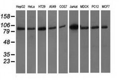 PRKD2 Monoclonal Antibody (OTI3B12), TrueMAB , OriGene 30 &mu;L; Unconjugated:Antibodies,