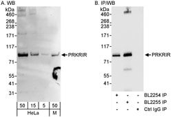 PRKRIR Rabbit anti-Human, Mouse, Polyclonal, Bethyl Laboratories 100 &mu;L;