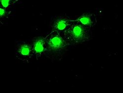 PRKY Mouse anti-Human, Clone: OTI2E9, liquid, TrueMAB 100 &mu;L; Unconjugated:Antibodies,