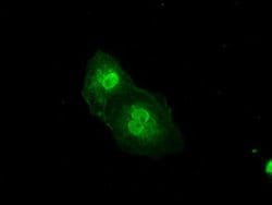PRKY Mouse anti-Human, Clone: OTI2H9, liquid, TrueMAB 100 &mu;L; Unconjugated:Antibodies,