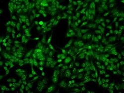 PRKY Mouse anti-Human, Clone: OTI2H9, liquid, TrueMAB 100 &mu;L; Unconjugated:Antibodies,