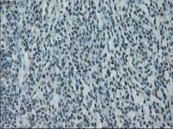 PRKY Mouse anti-Human, Clone: OTI5E9, liquid, TrueMAB 100 &mu;L; Unconjugated:Antibodies,