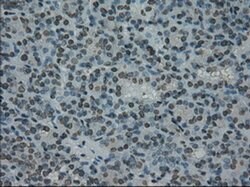 PRKY Mouse anti-Human, Clone: OTI2E9, liquid, TrueMAB 100 &mu;L; Unconjugated:Antibodies,