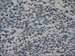 PRKY Mouse anti-Human, Clone: OTI2E9, liquid, TrueMAB 100 &mu;L; Unconjugated:Antibodies,