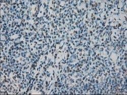 PRKY Mouse anti-Human, Clone: OTI2E9, liquid, TrueMAB 100 &mu;L; Unconjugated:Antibodies,