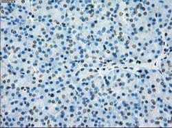 PRKY Mouse anti-Human, Clone: OTI2H9, liquid, TrueMAB 100 &mu;L; Unconjugated:Antibodies,