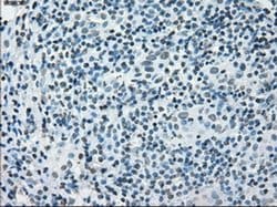PRKY Mouse anti-Human, Clone: OTI2H9, liquid, TrueMAB 100 &mu;L; Unconjugated:Antibodies,