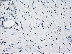 PRKY Mouse anti-Human, Clone: OTI2H9, liquid, TrueMAB 100 &mu;L; Unconjugated:Antibodies,