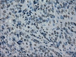PRKY Mouse anti-Human, Clone: OTI2H9, liquid, TrueMAB 100 &mu;L; Unconjugated:Antibodies,