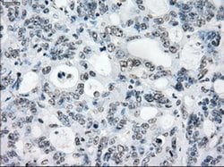 PRKY Mouse anti-Human, Clone: OTI2H9, liquid, TrueMAB 100 &mu;L; Unconjugated:Antibodies,