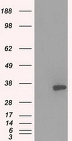 PRKY Mouse anti-Human, Clone: OTI2E9, liquid, TrueMAB 100 &mu;L; Unconjugated:Antibodies,