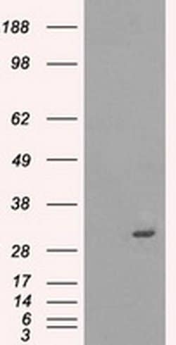 PRKY Mouse anti-Human, Clone: OTI2H9, liquid, TrueMAB 100 &mu;L; Unconjugated:Antibodies,