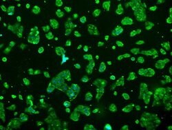 PRL Mouse anti-Human, Clone: OTI6B1, lyophilized, TrueMAB 100 &mu;g; Unconjugated:Antibodies,