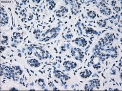 PRL Mouse anti-Human, Clone: OTI6B1, lyophilized, TrueMAB 100 &mu;g; Unconjugated:Antibodies,