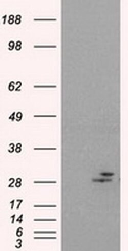 PRL Mouse anti-Human, Clone: OTI2B7, liquid, TrueMAB 100 &mu;L; Unconjugated:Antibodies,