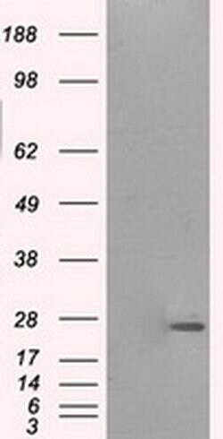 PRL Mouse anti-Human, Clone: OTI2C3, liquid, TrueMAB 100 &mu;L; Unconjugated:Antibodies,
