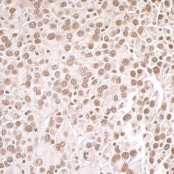 PRMT1 Rabbit anti-Human, Mouse, Polyclonal, Bethyl Laboratories 100 &mu;L;