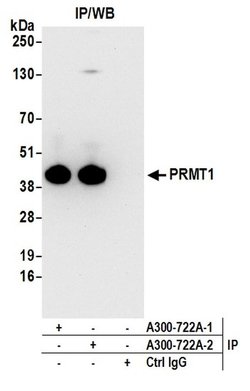 PRMT1 Rabbit anti-Human, Mouse, Polyclonal, Bethyl Laboratories 100 &mu;L;