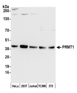PRMT1 Rabbit anti-Human, Mouse, Polyclonal, Bethyl Laboratories 100 &mu;L;