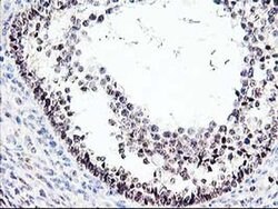 PRMT2 Monoclonal Antibody (OTI1A3), TrueMAB , OriGene 30 &mu;L; Unconjugated:Antibodies,