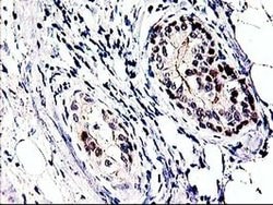 PRMT2 Monoclonal Antibody (OTI1A3), TrueMAB , OriGene:Antibodies:Primary