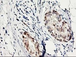 PRMT2 Mouse anti-Human, Clone: OTI3A3, liquid, TrueMAB 100 &mu;L; Unconjugated:Antibodies,