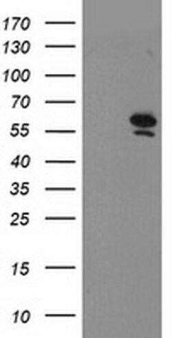 PRMT2 Monoclonal Antibody (OTI5E11), TrueMAB , OriGene 100 &mu;L; Unconjugated:Antibodies,