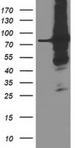 PRMT2 Monoclonal Antibody (OTI1A3), TrueMAB , OriGene:Antibodies:Primary