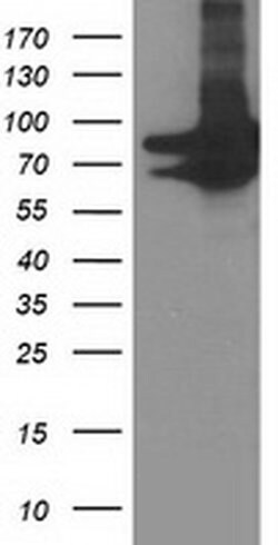 PRMT2 Mouse anti-Human, Clone: OTI3A3, liquid, TrueMAB 100 &mu;L; Unconjugated:Antibodies,